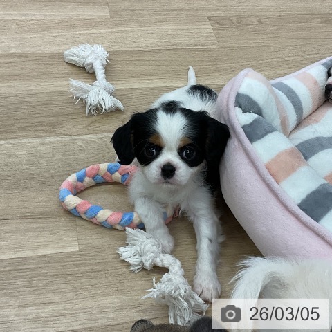 キャバリア・キングチャールズ・スパニエルの写真