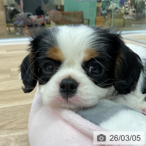 キャバリア・キングチャールズ・スパニエルの写真