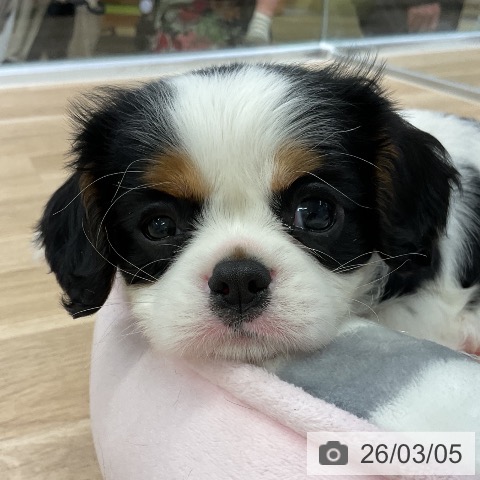 キャバリア・キングチャールズ・スパニエルの写真