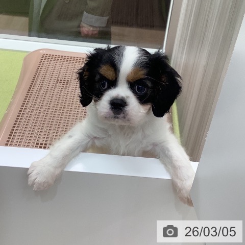 キャバリア・キングチャールズ・スパニエルの写真