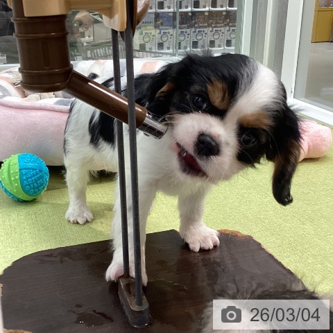 キャバリア・キングチャールズ・スパニエルの写真