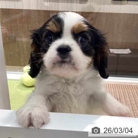 キャバリア・キングチャールズ・スパニエルの写真