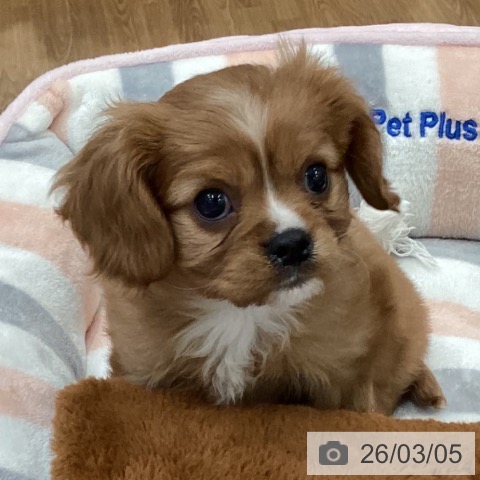 キャバリア・キングチャールズ・スパニエルの写真