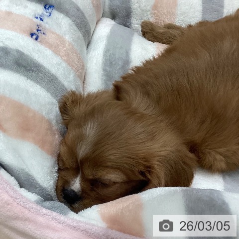 キャバリア・キングチャールズ・スパニエルの写真