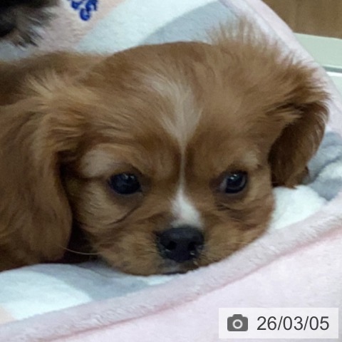 キャバリア・キングチャールズ・スパニエルの写真