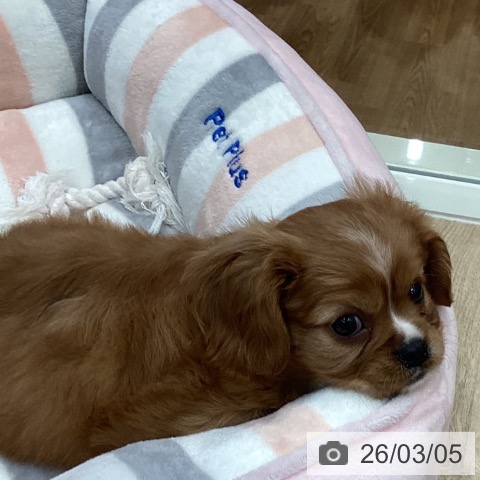 キャバリア・キングチャールズ・スパニエルの写真