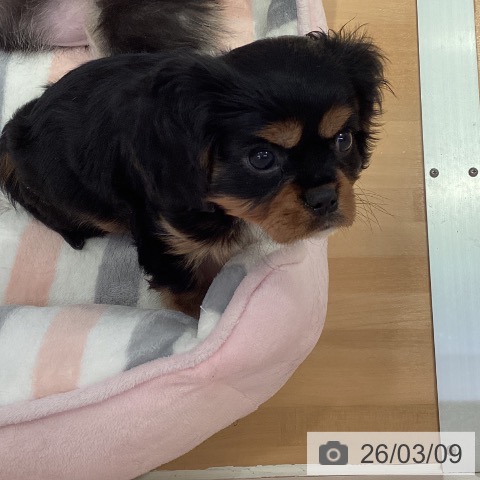 愛知県のキャバリアキングチャールズスパニエル (ペットプラス 名古屋茶屋店/2026年1月2日生まれ/男の子/ブラックタン)の子犬の4枚目の画像