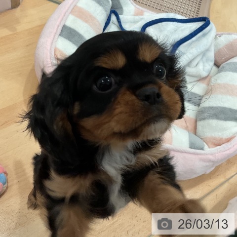 愛知県のキャバリアキングチャールズスパニエル (ペットプラス 名古屋茶屋店/2026年1月2日生まれ/男の子/ブラックタン)の子犬の3枚目の画像