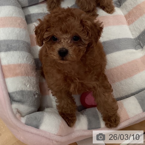 トイ・プードルの写真