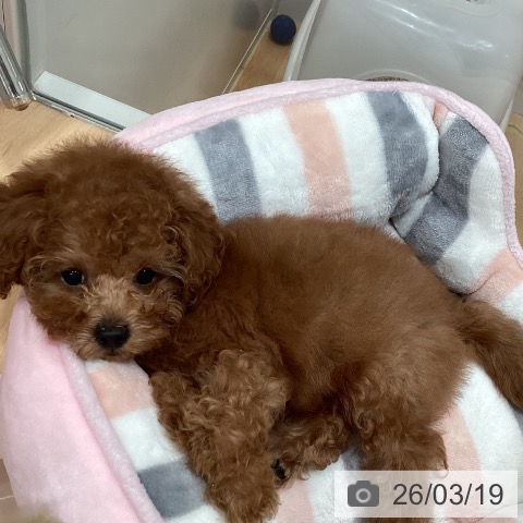 トイ・プードルの写真