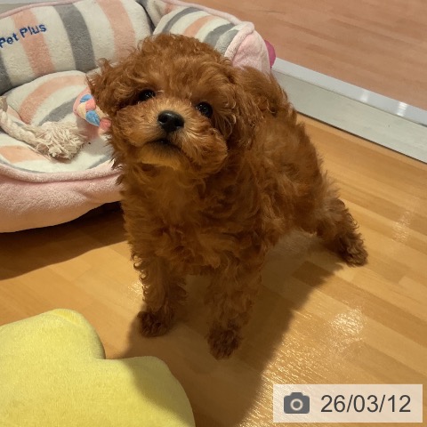 愛知県のトイプードル(トイ) (ペットプラス 名古屋茶屋店/2026年1月2日生まれ/男の子/レッド)の子犬の4枚目の画像