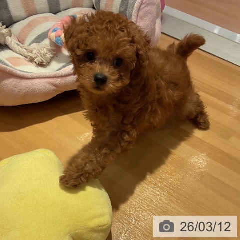 愛知県のトイプードル(トイ) (ペットプラス 名古屋茶屋店/2026年1月2日生まれ/男の子/レッド)の子犬の3枚目の画像