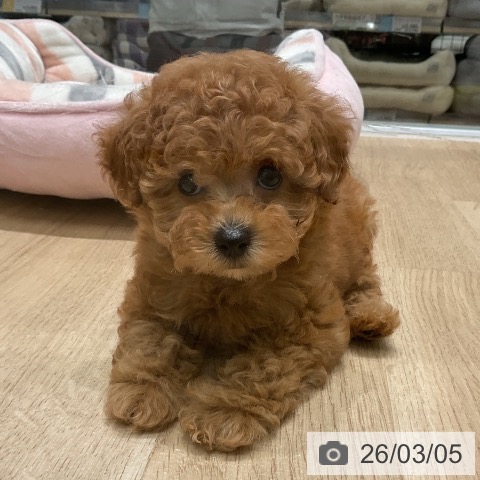 トイ・プードルの写真