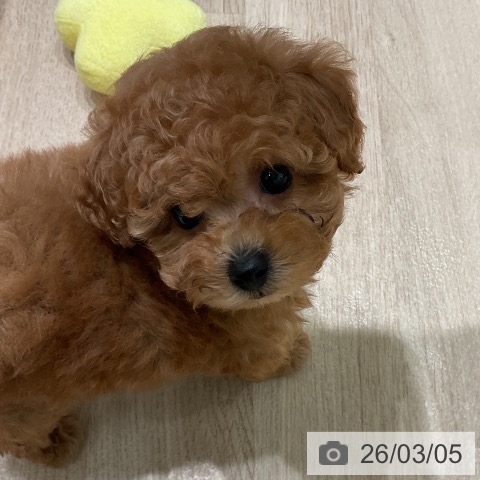 トイ・プードルの写真