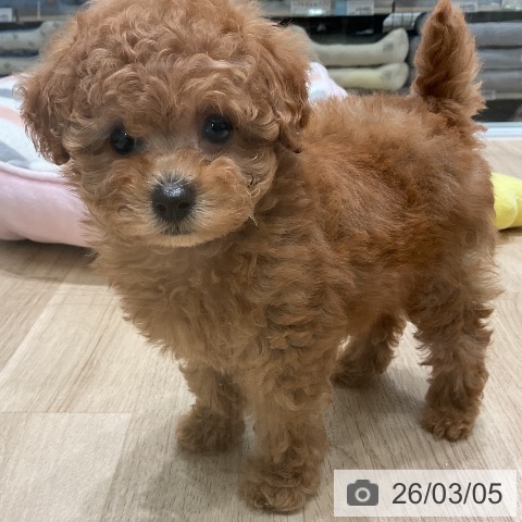 トイ・プードルの写真