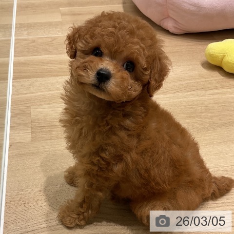 トイ・プードルの写真