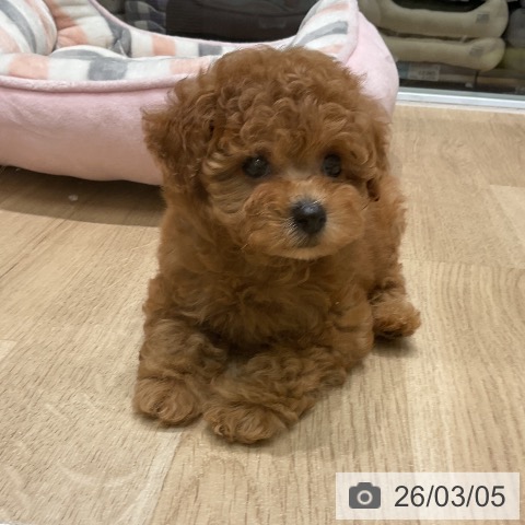 トイ・プードルの写真