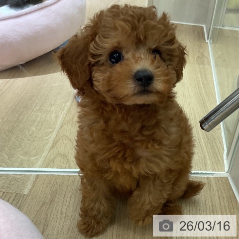 愛知県のトイプードル(トイ) (ペットプラス イオンモール豊川店/2026年1月2日生まれ/女の子/レッド)の子犬の4枚目の画像