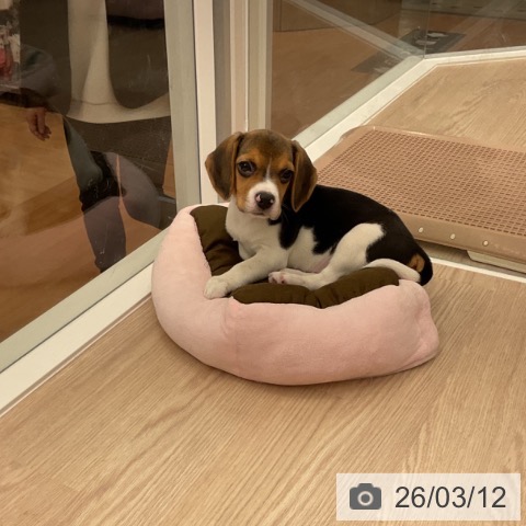 福井県のビーグル (ペットプラス 福井店/2026年1月1日生まれ/女の子/ハウンドカラー)の子犬の4枚目の画像