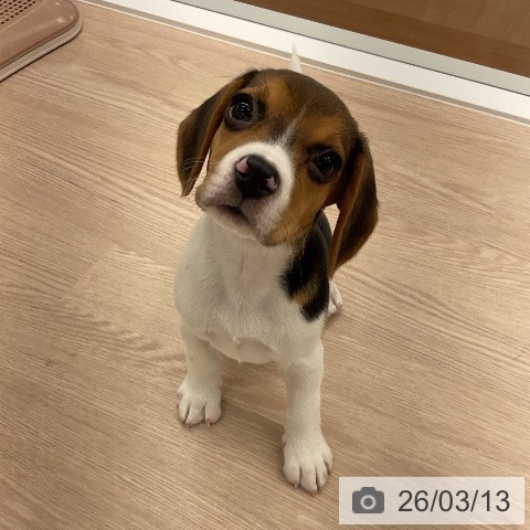 福井県のビーグル (ペットプラス 福井店/2026年1月1日生まれ/女の子/ハウンドカラー)の子犬の3枚目の画像