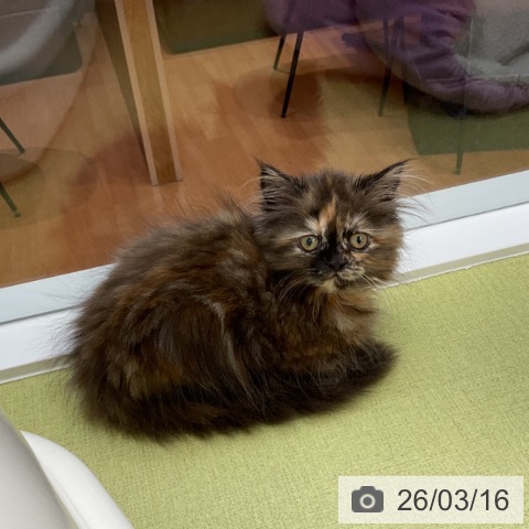 マンチカンの写真