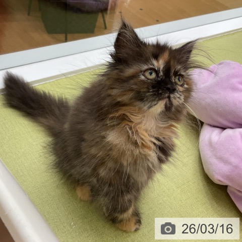 マンチカンの写真