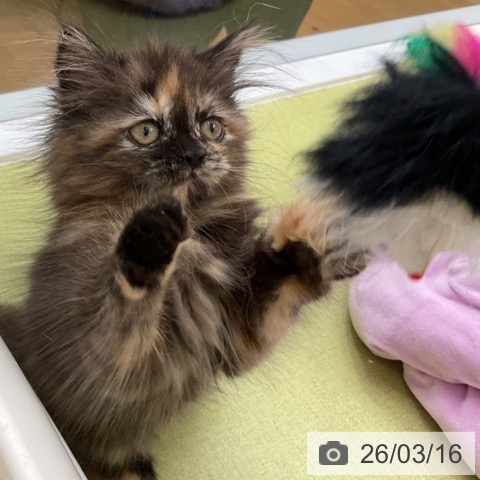 マンチカンの写真