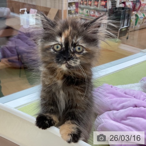 マンチカンの写真