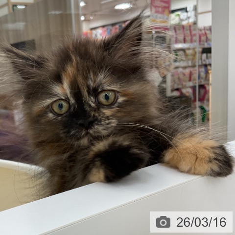 マンチカンの写真