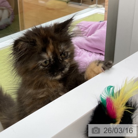 マンチカンの写真