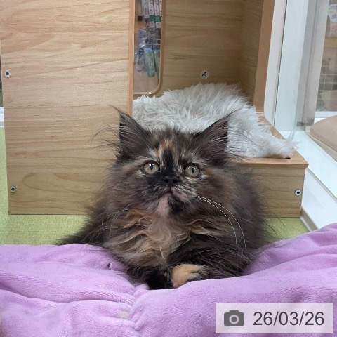 福井県のマンチカン (ペットプラス 福井店/2025年12月21日生まれ/女の子/トーティー)の子猫の4枚目の画像