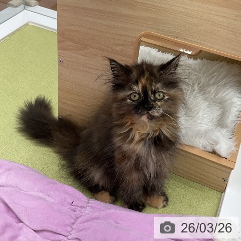 福井県のマンチカン (ペットプラス 福井店/2025年12月21日生まれ/女の子/トーティー)の子猫の3枚目の画像