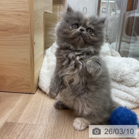 愛知県のエキゾチック (ペットプラス 岡崎店/2026年1月2日生まれ/女の子/ブルークリーム)の子猫の4枚目の画像
