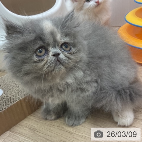 愛知県のエキゾチック (ペットプラス 岡崎店/2026年1月2日生まれ/女の子/ブルークリーム)の子猫の3枚目の画像