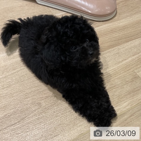 三重県のトイプードル(トイ) (ペットプラス 鈴鹿店/2026年1月4日生まれ/女の子/ブラック)の子犬の4枚目の画像