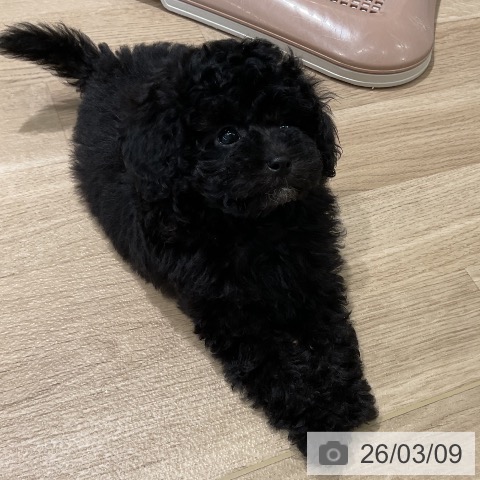 三重県のトイプードル(トイ) (ペットプラス 鈴鹿店/2026年1月4日生まれ/女の子/ブラック)の子犬の3枚目の画像