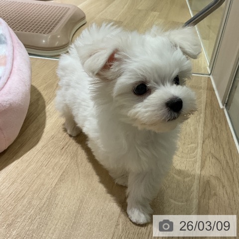 マルチーズの写真