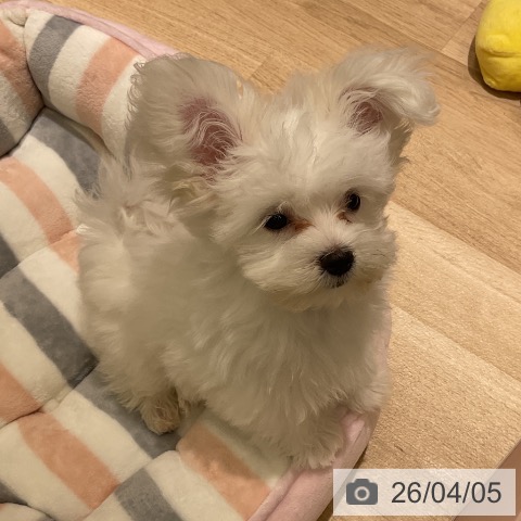 愛知県のマルチーズ (ペットプラス イオンモール豊川店/2026年1月4日生まれ/男の子/ホワイト)の子犬の4枚目の画像