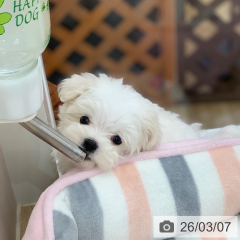 マルチーズの写真