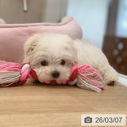 マルチーズの写真