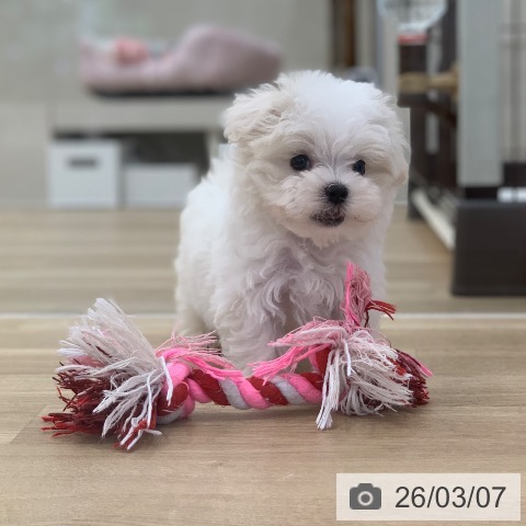 マルチーズの写真