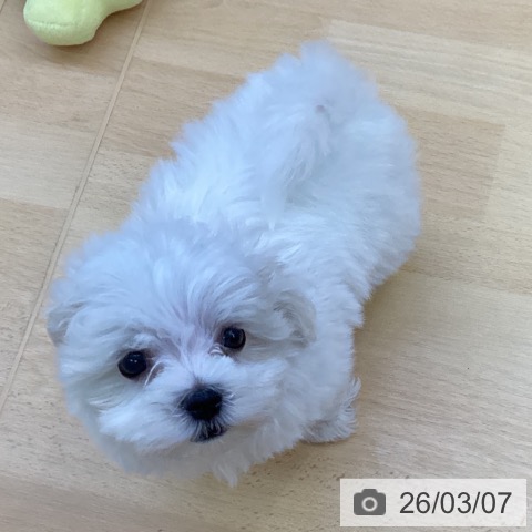 マルチーズの写真