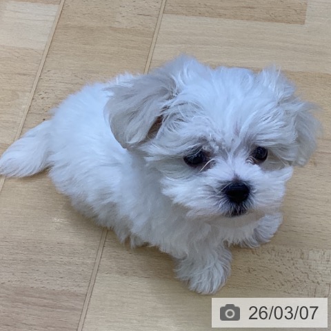 マルチーズの写真