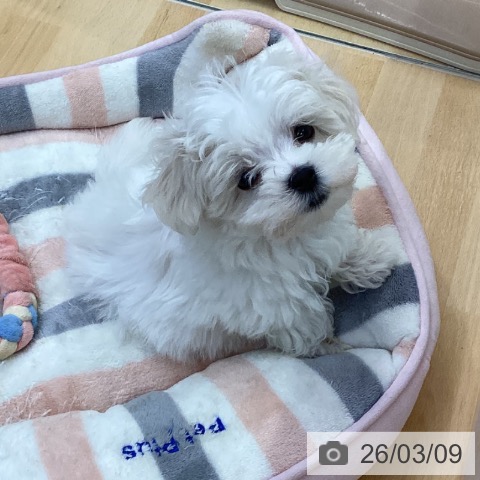 マルチーズの写真