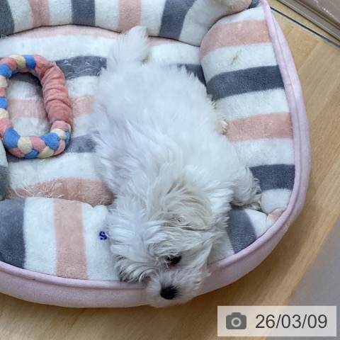 マルチーズの写真