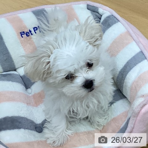三重県のマルチーズ (ペットプラス 津南店/2026年1月4日生まれ/男の子/ホワイト)の子犬の3枚目の画像