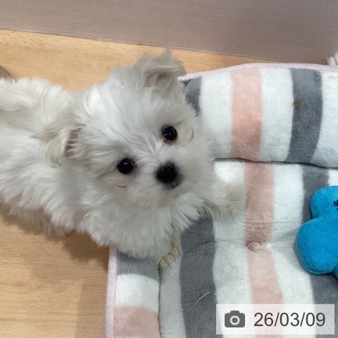 マルチーズの写真