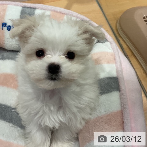 マルチーズの写真
