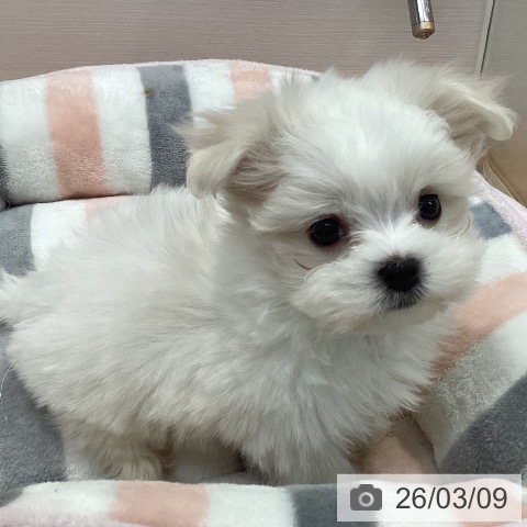 マルチーズの写真