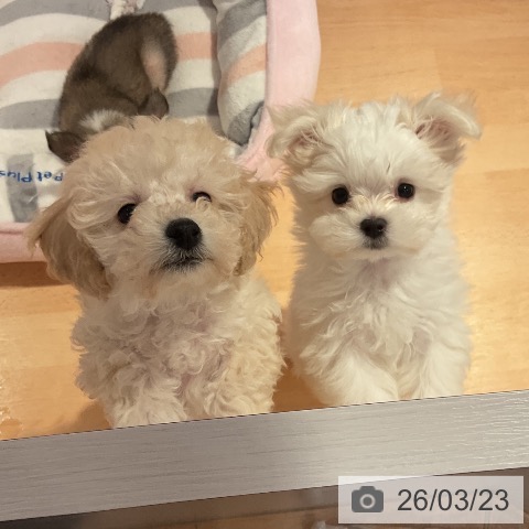 マルチーズの写真